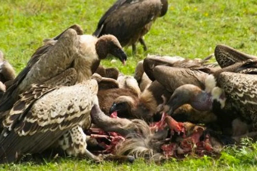 vultures-eating-dead-animal-470.jpg