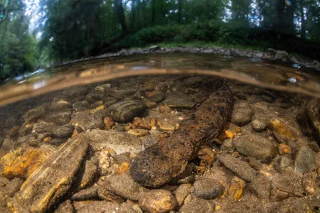 During mating season in fall, this male&nbsp;hellbender&nbsp;wanders along the bottom of a stream in North Carolina in search of a den site.&nbsp;Hellbenders rely on pristine streams and well-oxygenated flowing water. As they have declined across much of their range, sights like this have become uncommon.
