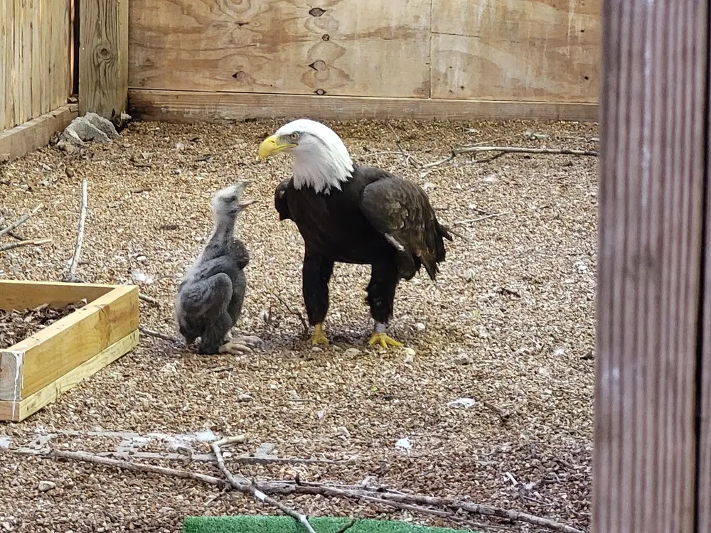 Murphy and eaglet