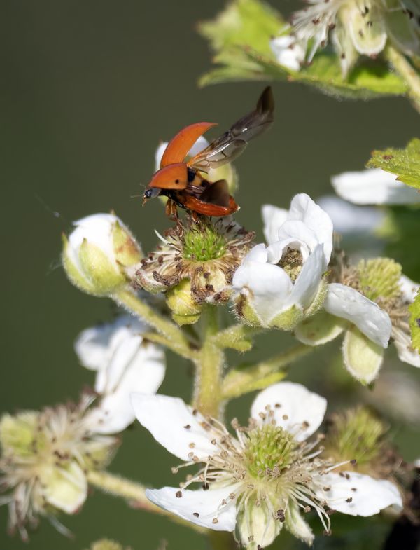 Ladybug Inflight thumbnail