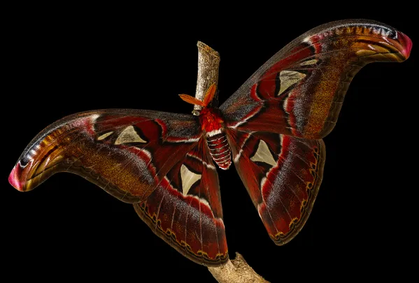 Wings of Illusion — Atlas Moth thumbnail