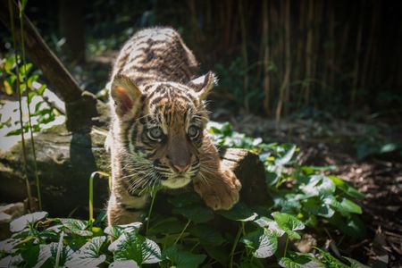 Damai's son will be named at the San Diego Zoo following a period of consultation with his original caretakers. A Sumatran tiger, the little guy is an important member of an endangered species.