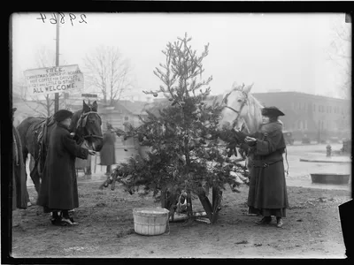 A 1918 photo of a Christmas tree for horses in Washington, D.C.