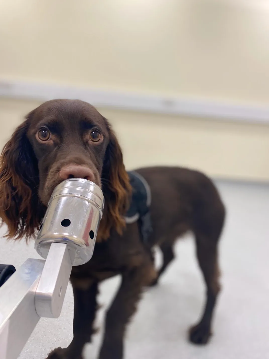 Dog sniffing sample