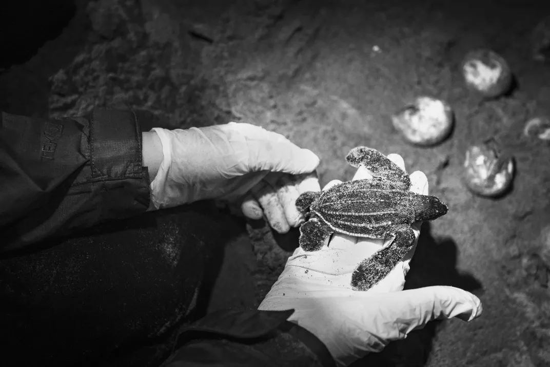 A live leatherback sea turtle hatchling found during nest excavation. Hatchlings head to the water about 60 days after their mother lays the eggs.