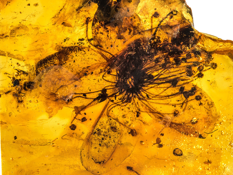 See the Largest Known Flower Preserved in Amber, Smart News