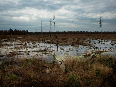 Great Dismal Swamp
