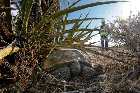 A California biologist watches an old male desert tortoise from a distance following the construction of a solar farm in 2011.
