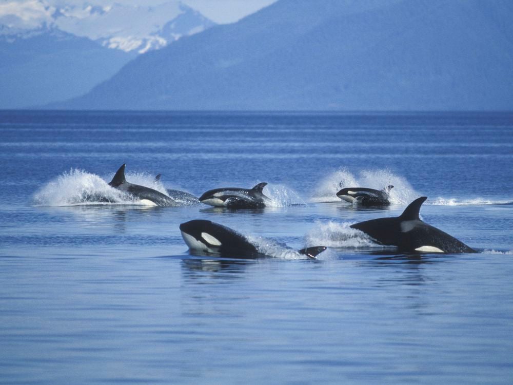 Pod of orcas surfacing in blue water with mountain backdrop