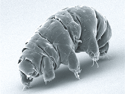 Tardigrades are tough, but they still have to eat sometime.