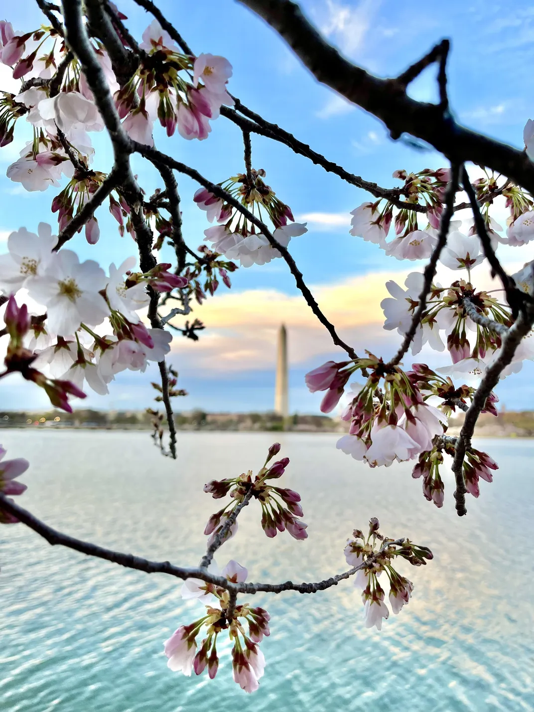 Cherry blossom branches frame the Washington Monument