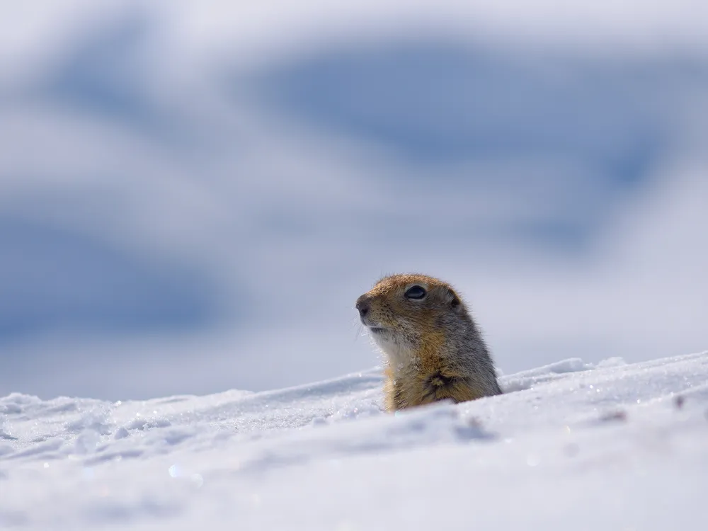 Arctic ground squirrel head poking up out of snow