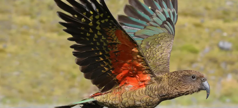  Kea in flight 