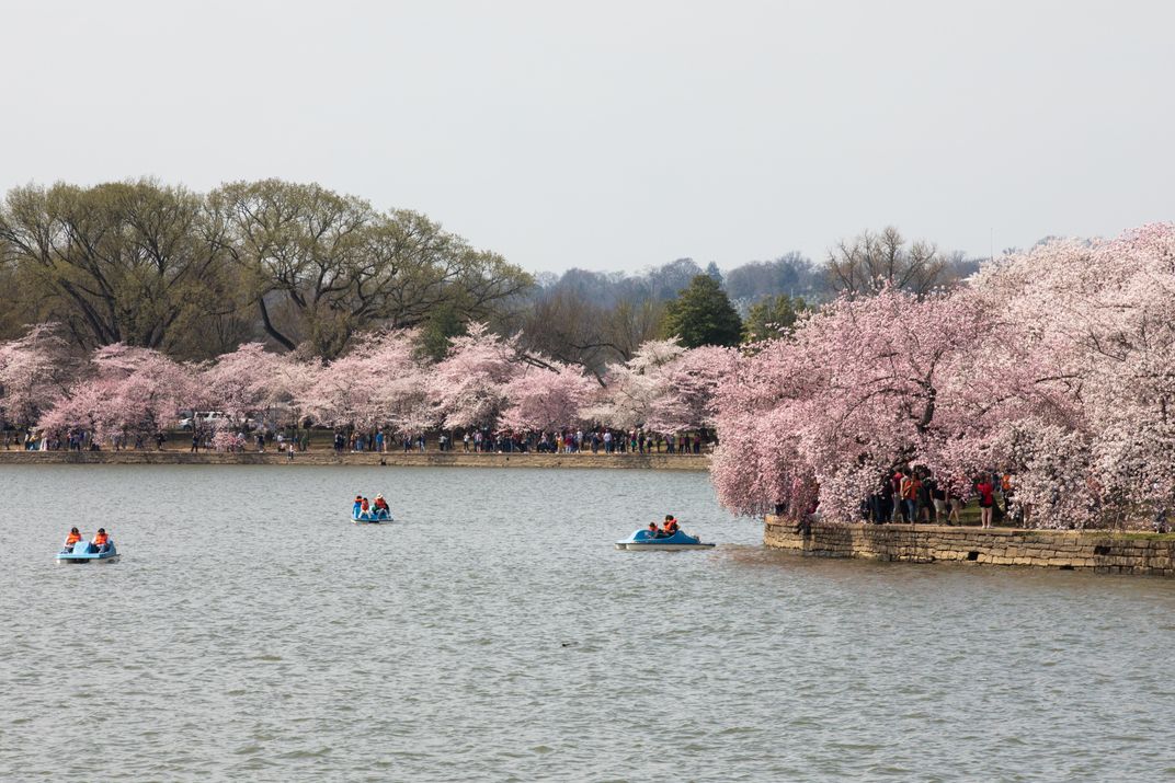 Cherry Blossom Season: A Front Row Seat During Peak Bloom on the Potomac