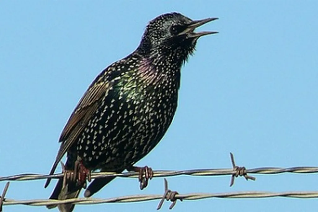There are 200 million European starlings in North America