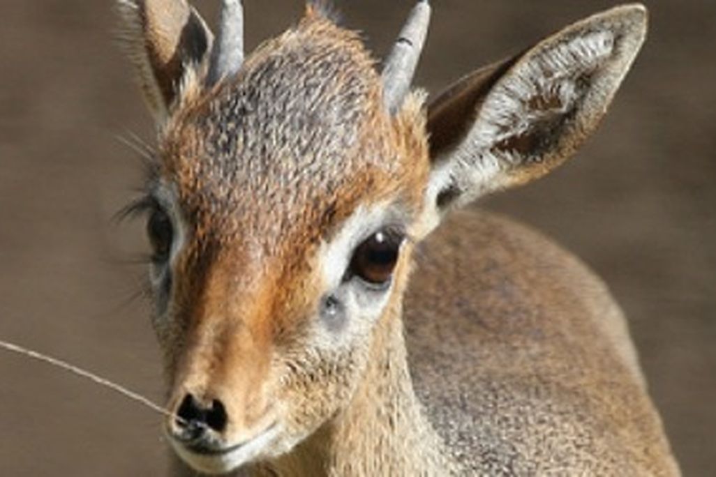 A baby Cavendish's dik-dik at the San Diego Zoo