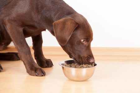 Neither the FDA nor the researchers would identify the brands tested for the study. They also are not advocating that pet owners discontinue using dog foods containing peas at this time.

