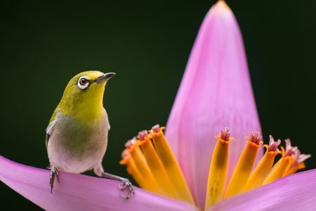With a white frame around its eye and green feathers, this Swinhoe&rsquo;s white-eye is easily camouflaged when flying from flower to flower.