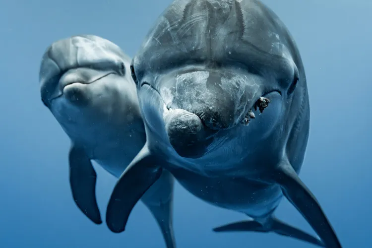 cropped: two dolphins approach the camera