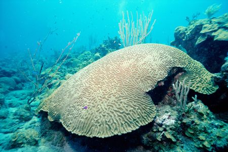 Boulder brain coral is usually common in Florida's coral reefs.