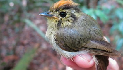 Climate Change Is Transforming the Bodies of Amazonian Birds