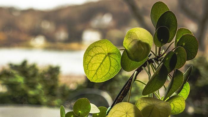 Researchers Find a Mathematical Pattern Used in City Planning Hidden in the Leaves of a Common Houseplant