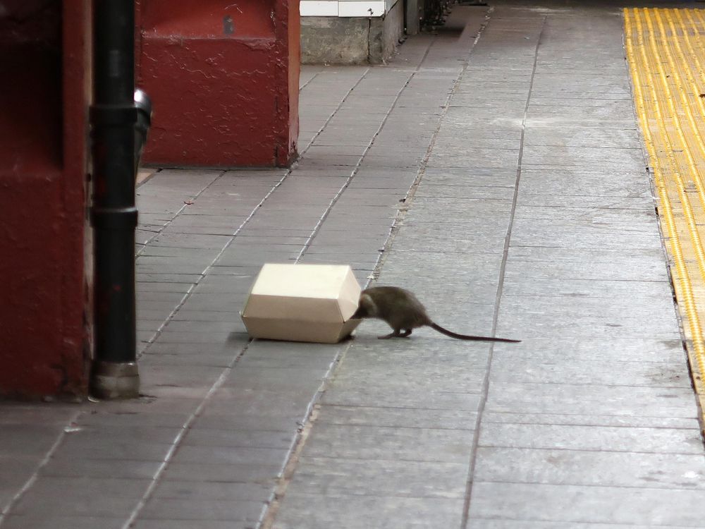 Subway rat with its head in a take-out container