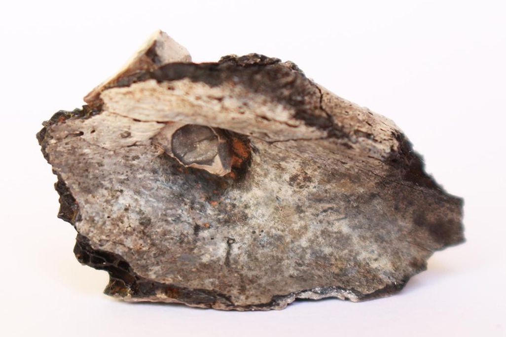 charred human scapula 