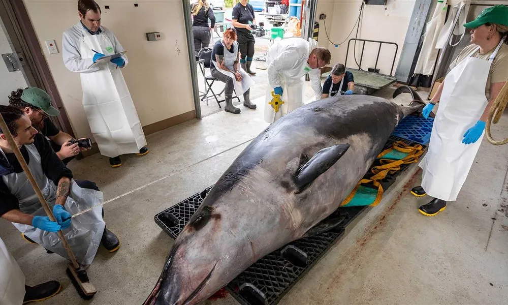 Scientists Just Dissected the World's Rarest Whale in New Zealand. Here's What They Found image