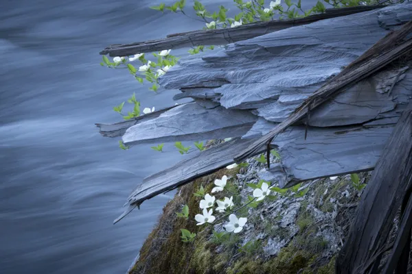 Dogwoods in Yosemite thumbnail