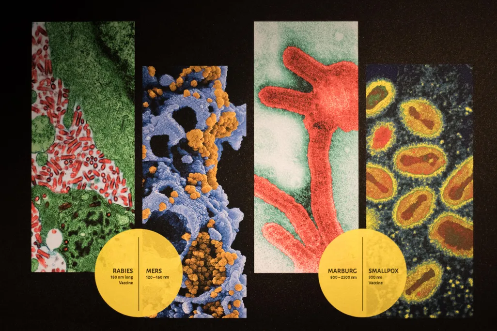 Rabies, Mers, Marburg, Smallpox