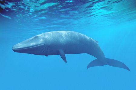 The blue whale is the biggest animal on the planet - and would have massively outsized the ocean's largest species 500 million years ago.