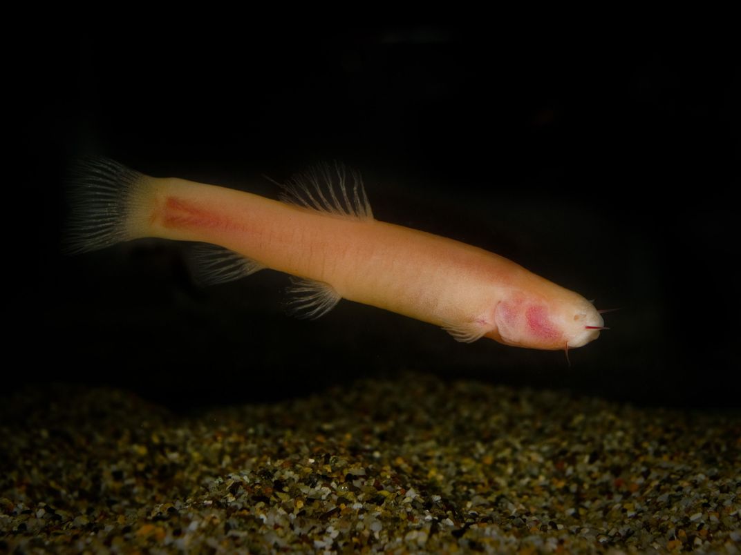 Blind Cavefish Shed Light on the Dark Days of Mammalian Evolution