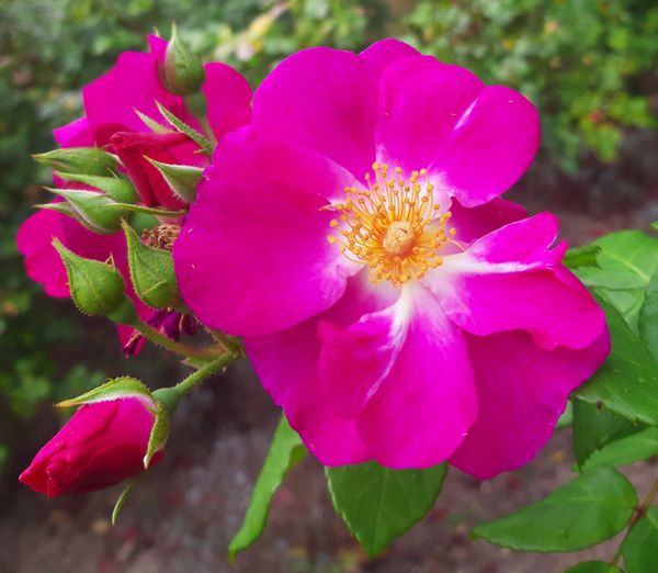 Pink Bush Roses in Sion, Switzerland thumbnail