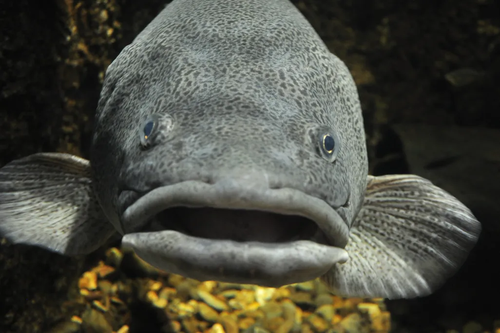 Cod