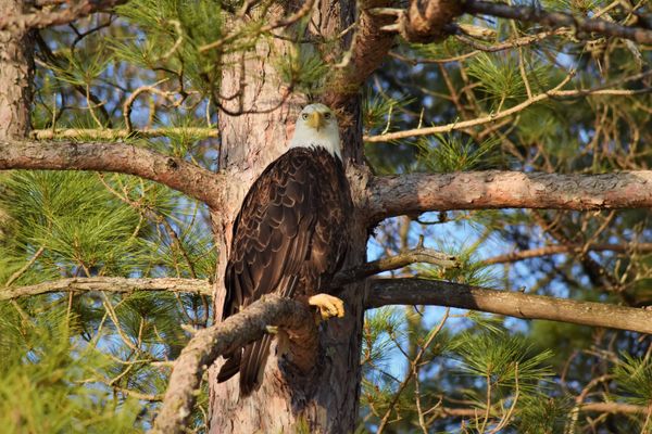 A Bald Eagle Resting thumbnail