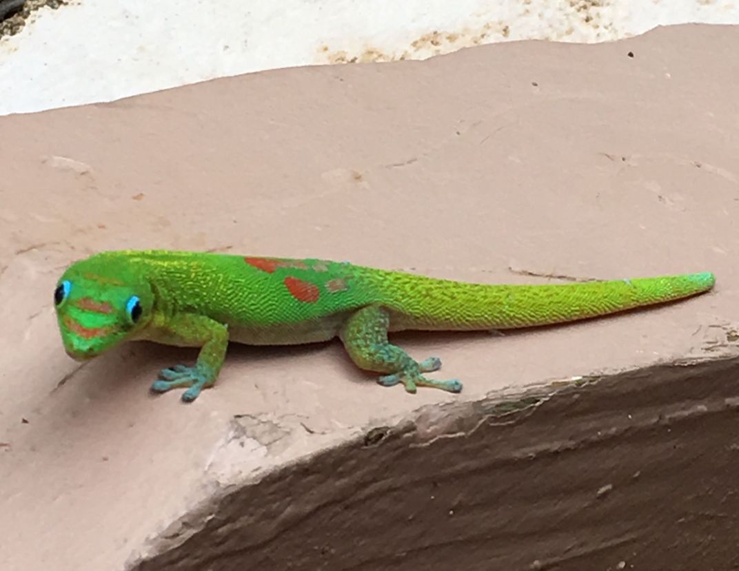 Gold Dust Day Gecko