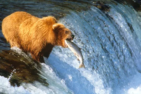 Salmon are believed to have a relationship, direct or indirect, with more than 100 different species. In Alaska, brown bears famously fish for adult salmon as they swim upstream to spawn.