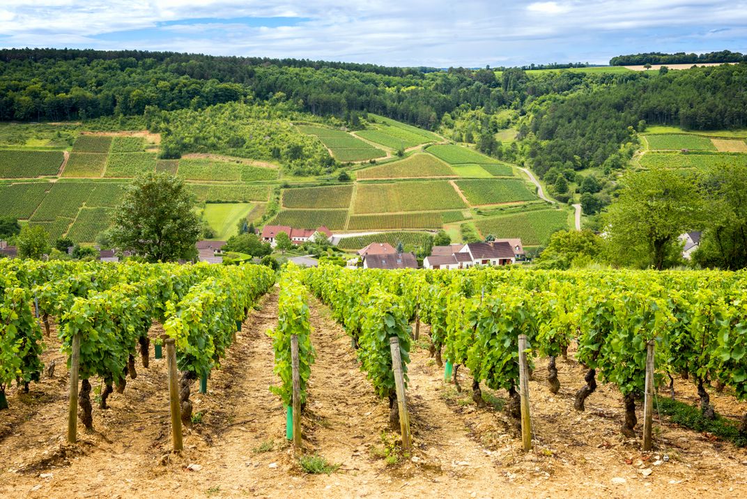 Vineyards of Burgundy, France