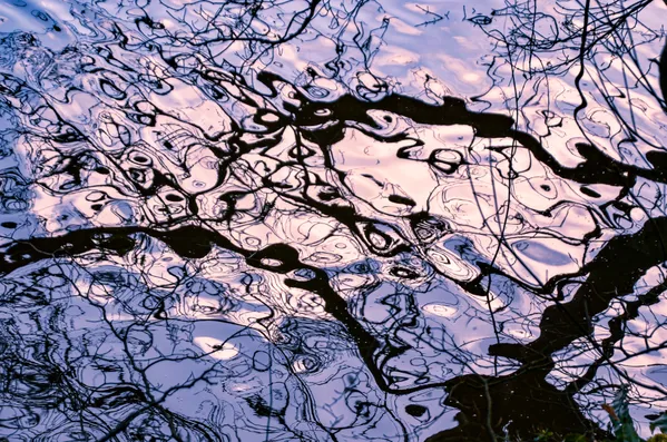 Abstract Reflections of a Tree thumbnail