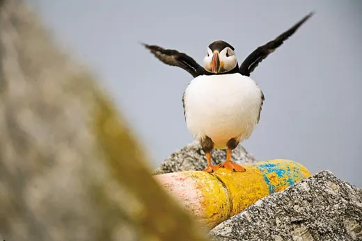 A Puffin Comeback, Science