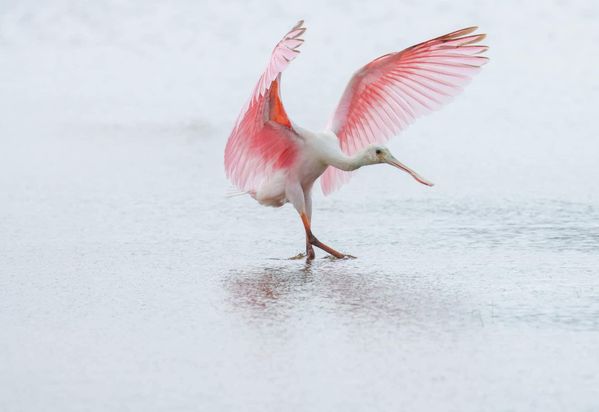 A Roseate spoonbill alights in the wetlands thumbnail