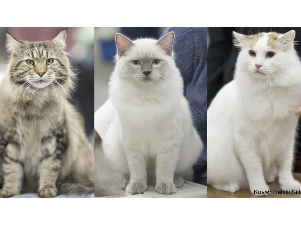 Ragdoll Cats  Breed Appearance, Personality & History