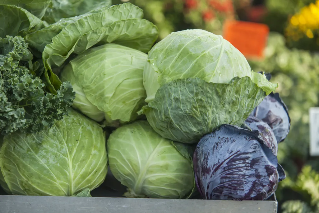 cabbage