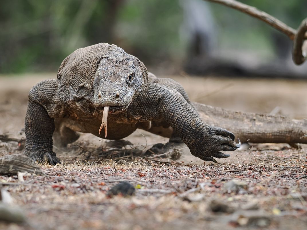 A Komodo dragon, the world's largest lizard species