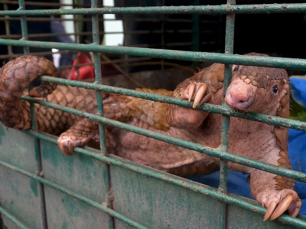 Caged Pangolin