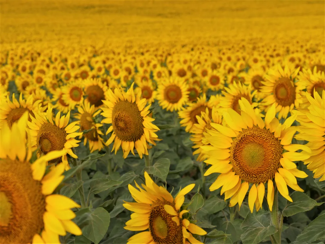 Field of sunflowers