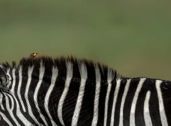 Stripes and Symbiosis thumbnail