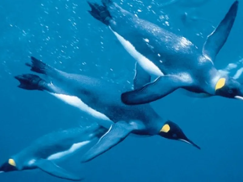 images of penguins swimming