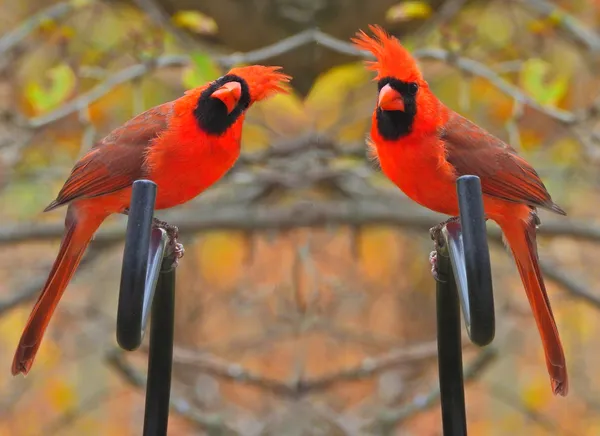 Male Cardinal Crest Up Greetings thumbnail